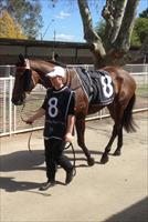 Olivia with Halin Diamonds at Warwick Farm races